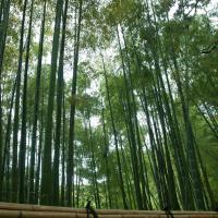 Ginkakuji - Exterior: Bamboo on remains of Karesansui Garden