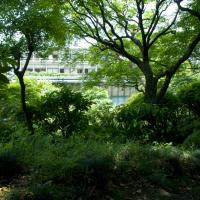 International House of Japan - Exterior: View of Garden