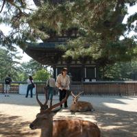 Kofukuji - Exterior: Deer in front of Gojunoto (Five Storied Pagoda)
