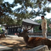 Kofukuji - Exterior: Deer in front of Tokondo (Eastern Golden Hall)