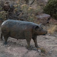 Albuquerque Museum  - Exterior: La Jornada Monument, Pig 