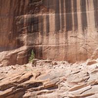 Canyon de Chelly National Monument  - Cliff Wall Near Ceremonial Cave Ruins 