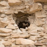 Chaco Canyon  - Chetro Ketl: Detail of Brick Wall, Talus Unit 