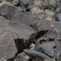 Petroglyph National Monument  - Petroglyph 