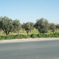 Amman, Jordan - Olive Grove Near Cave of the Seven Sleepers