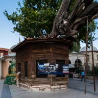 Koca Mustafa Pasha Camii - Exterior: Dead Cypress Tree